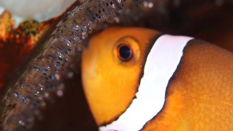 Nemo-Zucht im Wohnzimmer